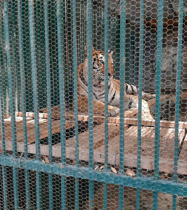 El Club de los Animalitos景点图片