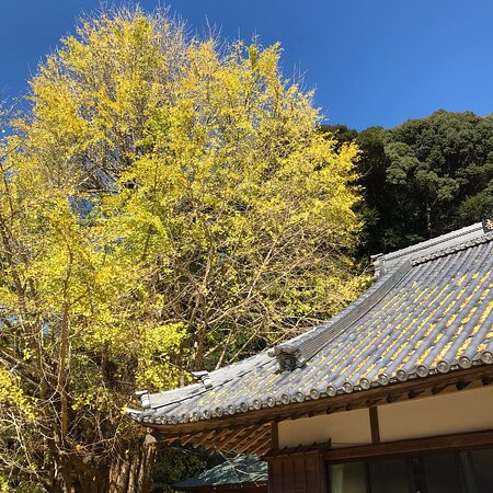 Kosazuke Ginkgo Tree in Kosenji Tmple景点图片