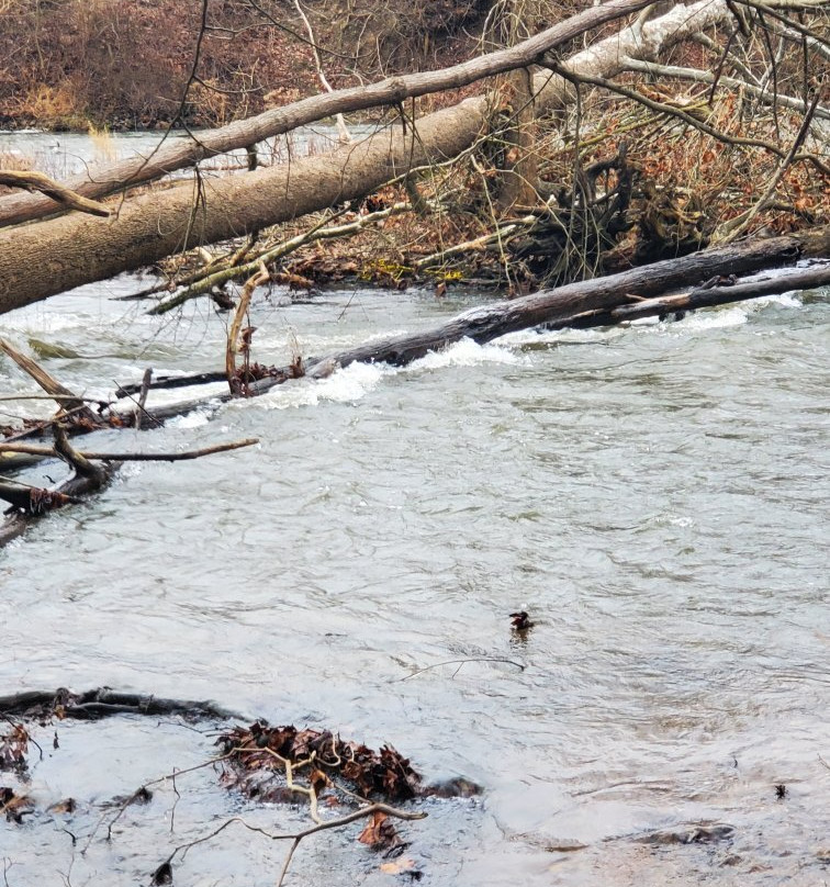 Indian Signal Tree-阿克伦必去景点