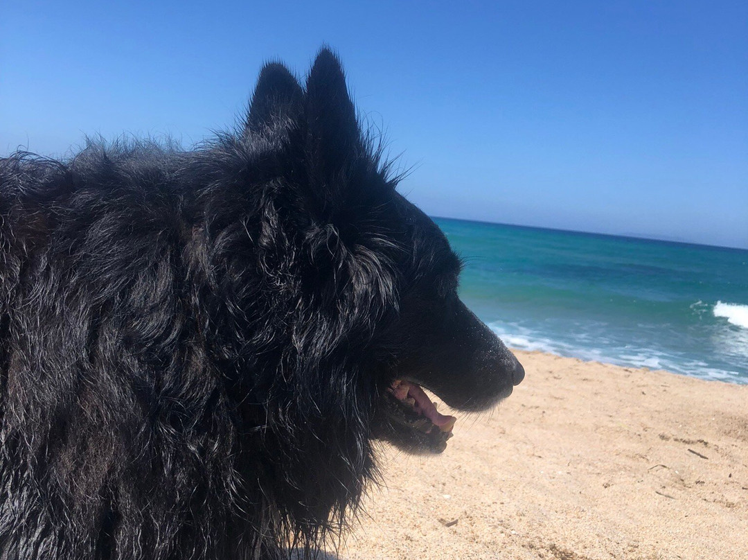 Dog Friendly Beach