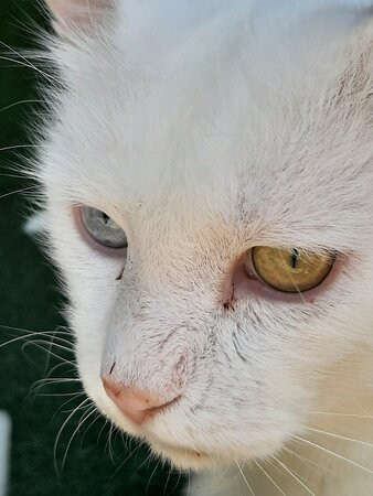 House of Van Cats-Van必去景点