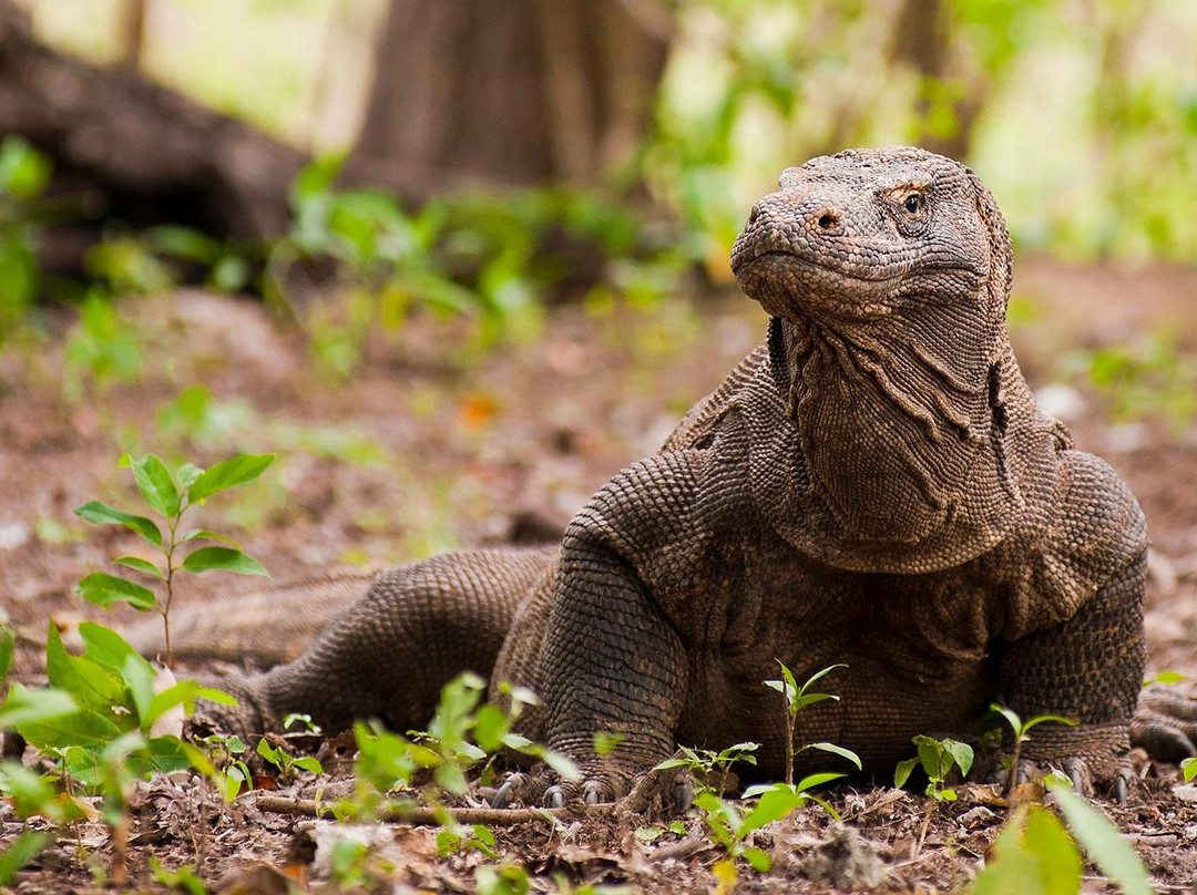 Komodo Eco Tour