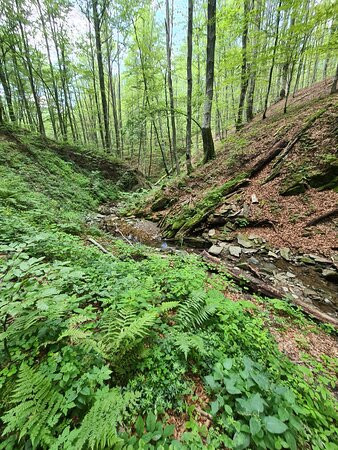 Bieszczady National Park景点图片