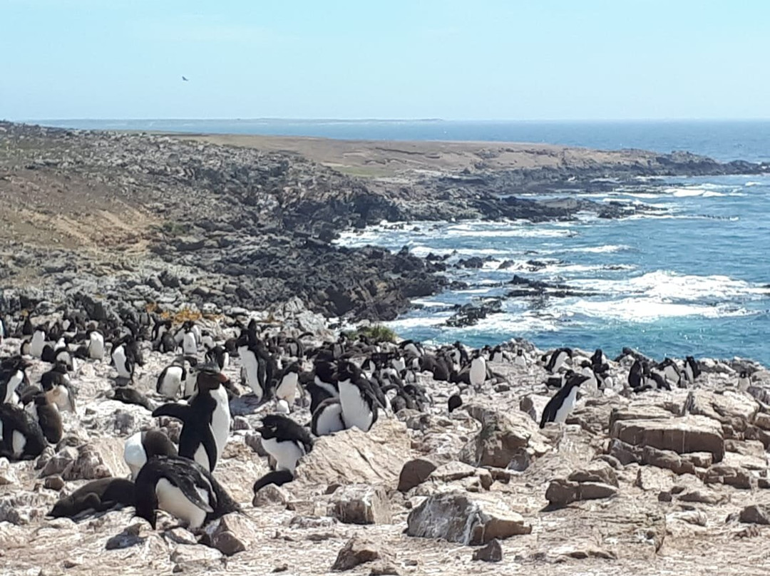 Pebble Island景点图片