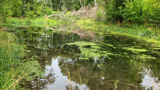 Mimbres River Preserve-Silver City必去景点