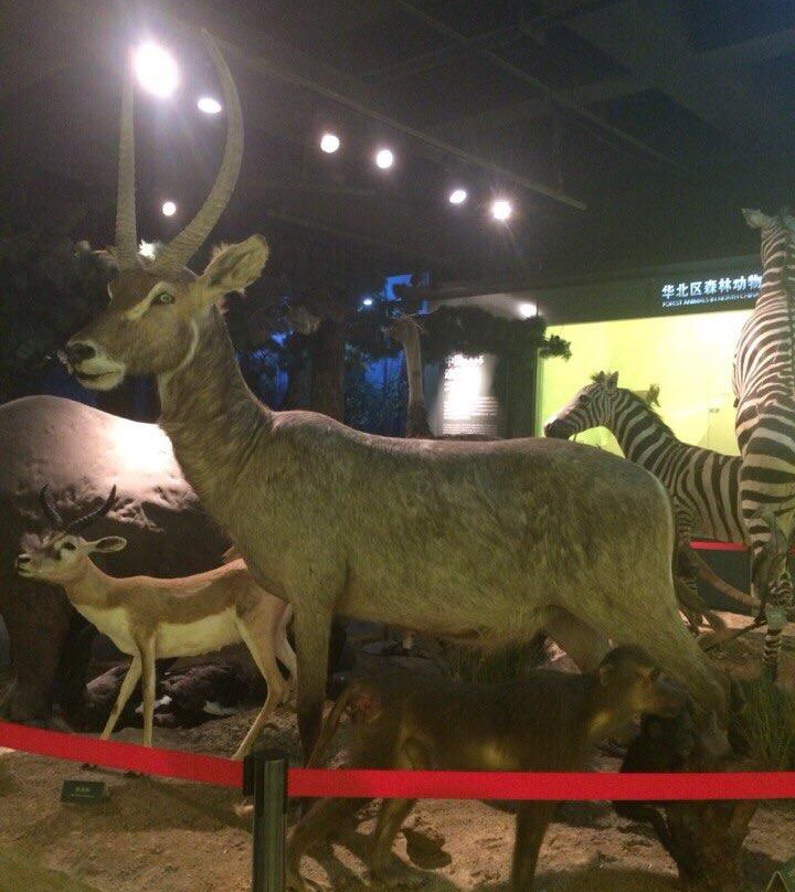 双城市旅游景点-哈尔滨森林博物馆