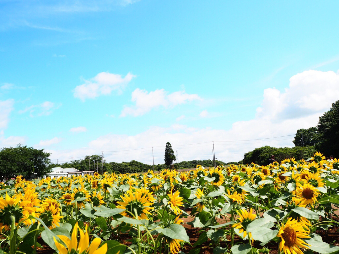 Narita Yume Farm景点图片