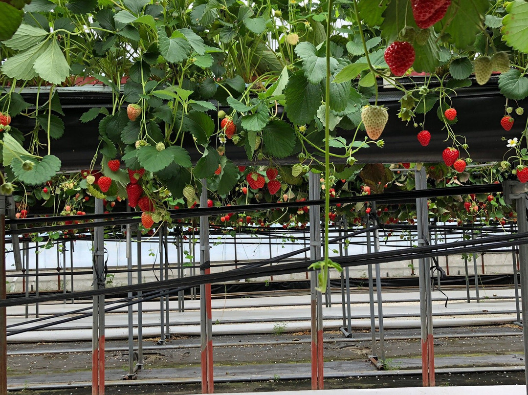 Kubota Strawberry Picking Garden景点图片