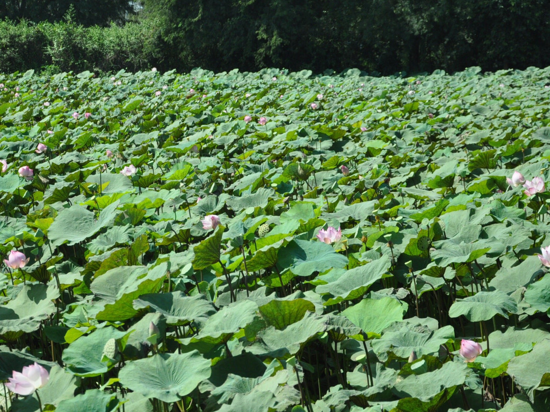 Lotus Farm景点图片