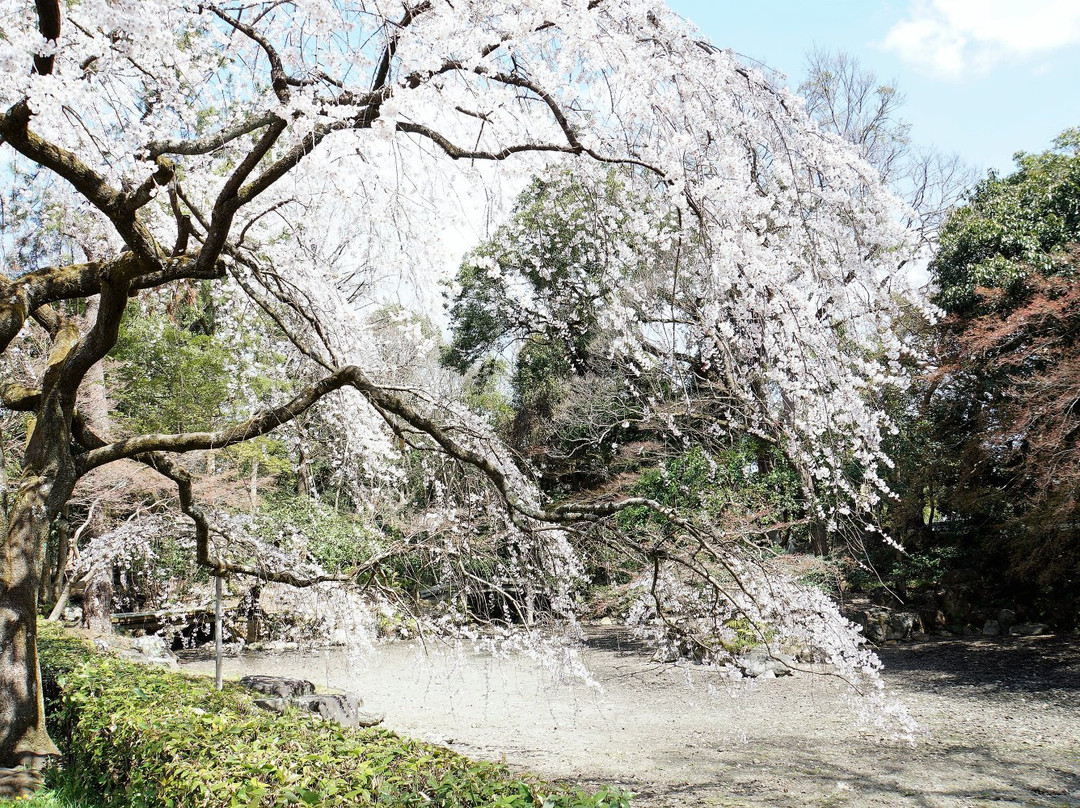京都御苑景点图片