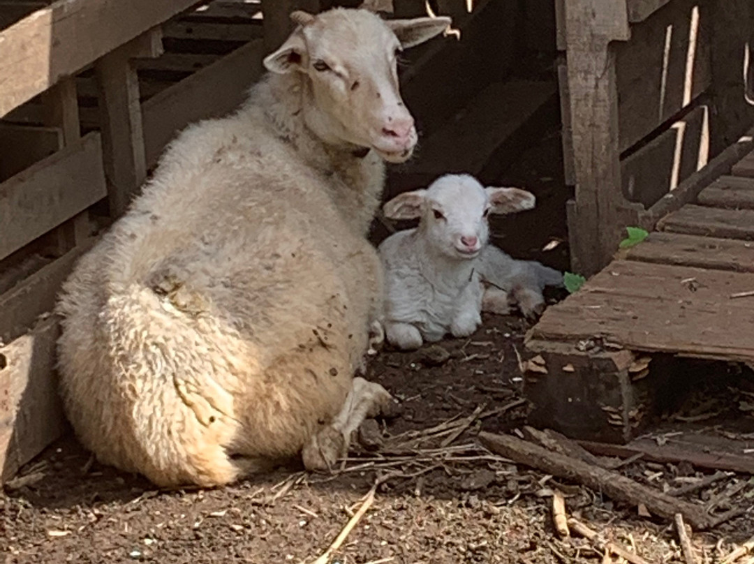 Maui Kosher Farm-怀露库必去景点