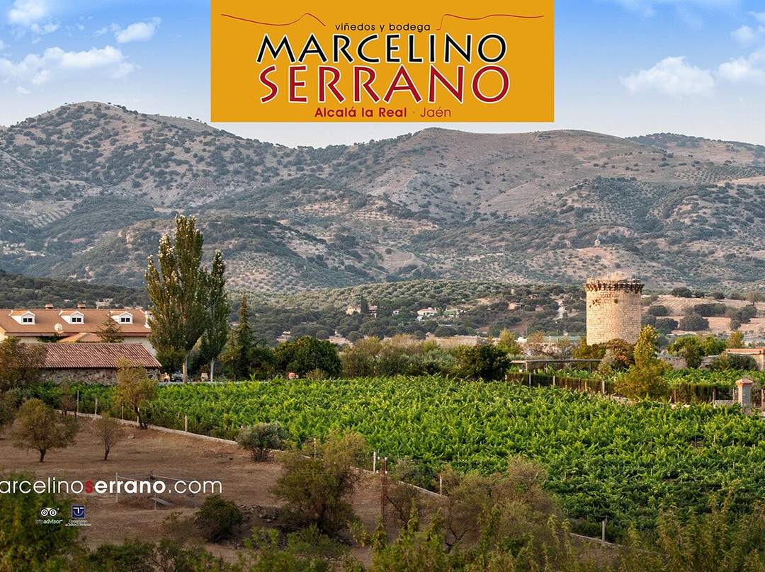 Viñedos & Bodega Marcelino Serrano景点图片