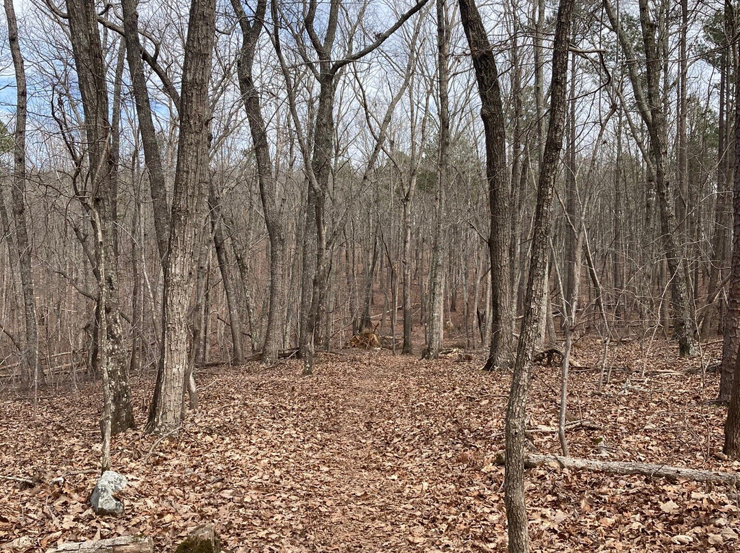 Uwharrie National Forest景点图片