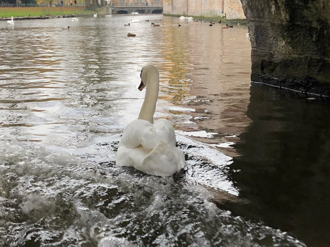 Canal Trip Bruges-Damme景点图片