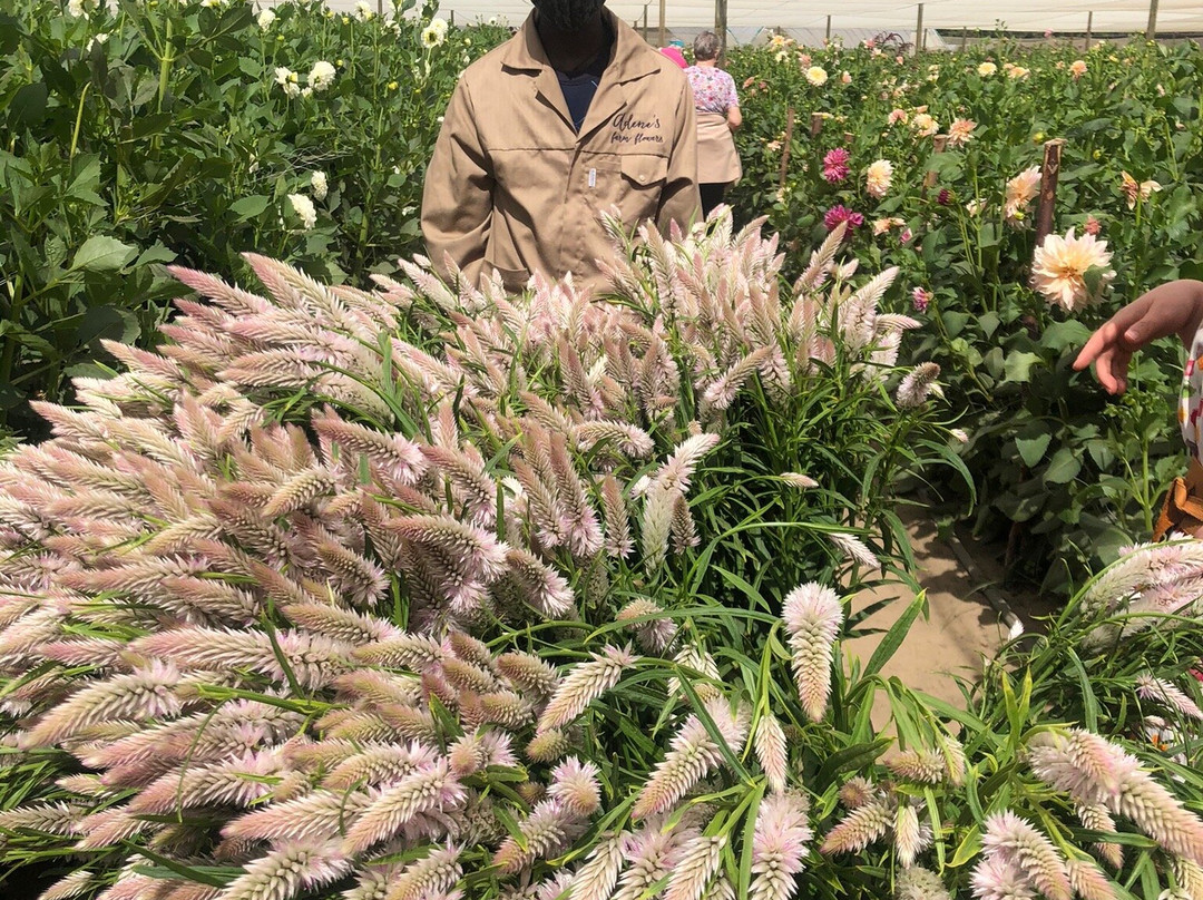 Adene's Farm Flowers景点图片