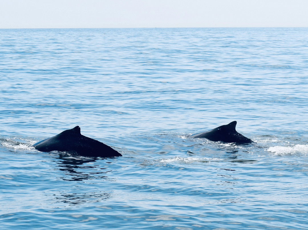 Long Island Whale and Seal Watching-自由港必去景点