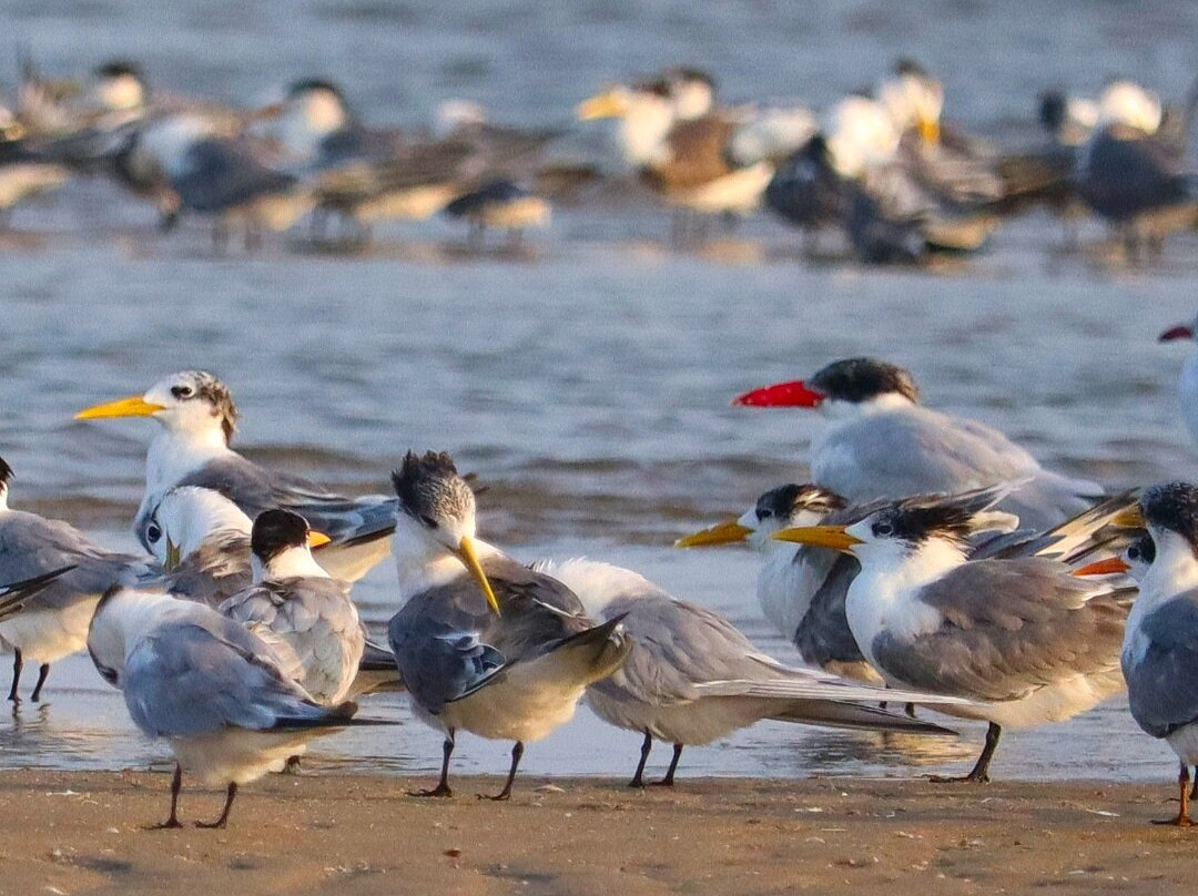 Pulicat Boating - Roy Pulicat Lake Boating景点图片