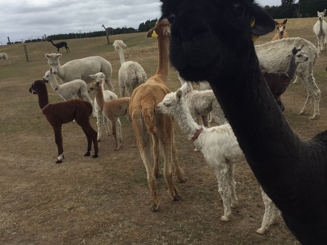 Sherlin Alpacas-West Melton必去景点