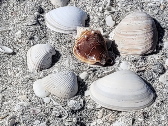 Friendly Waves Charters-迈尔斯堡海滩必去景点