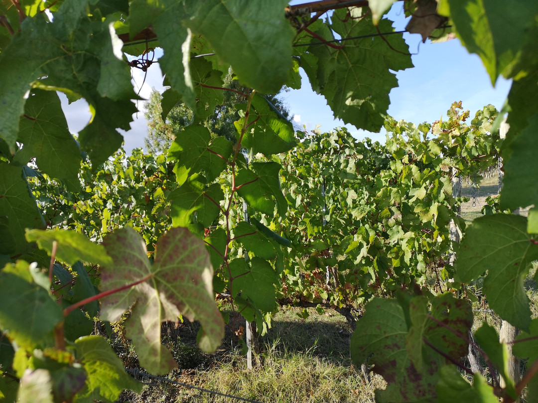 Terenzi Winery-Scansano必去景点