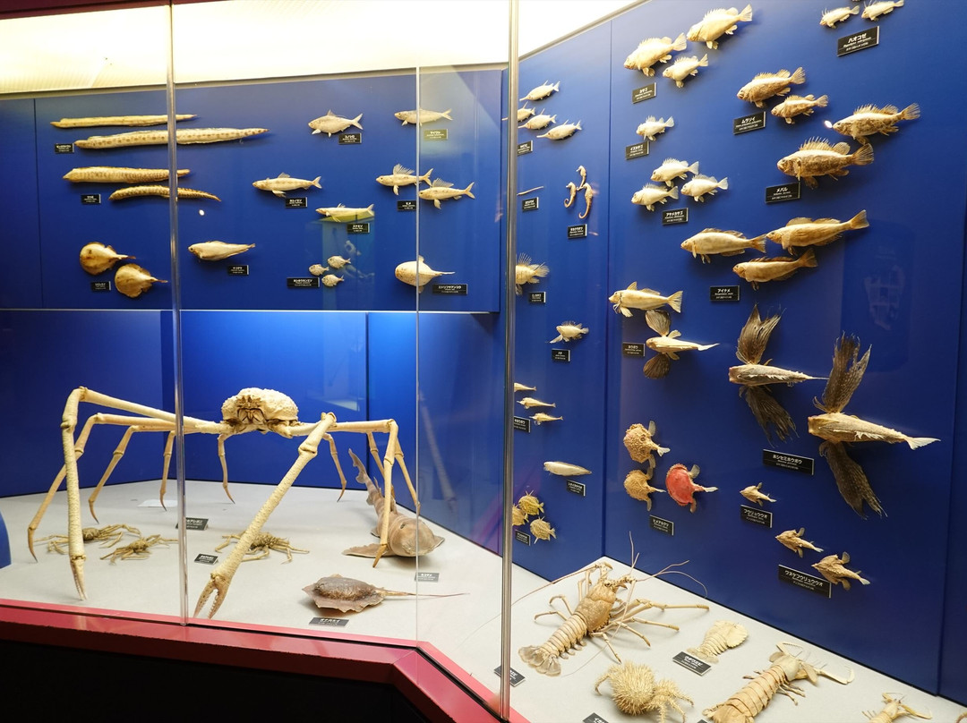Toyohashi Museum of Natural History-丰桥市必去景点
