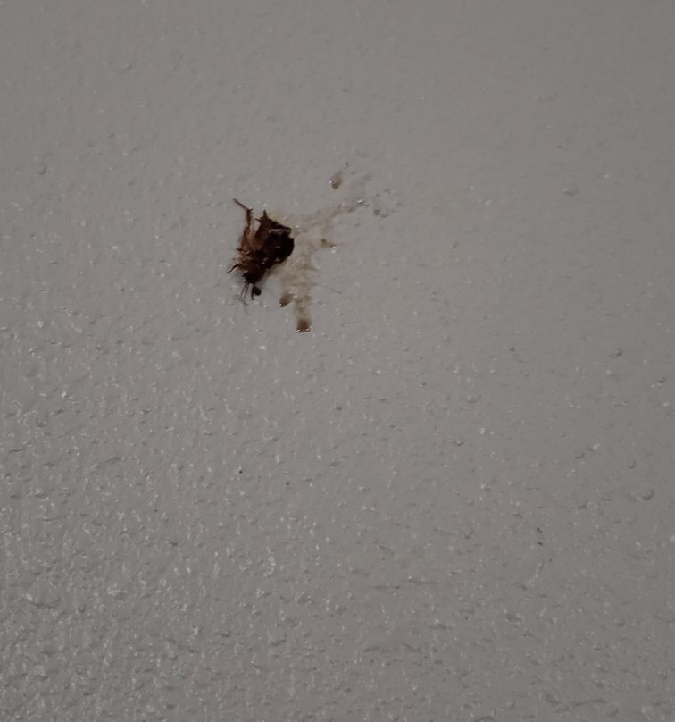 La Quinta Inn & Suites by Wyndham Mathis主图