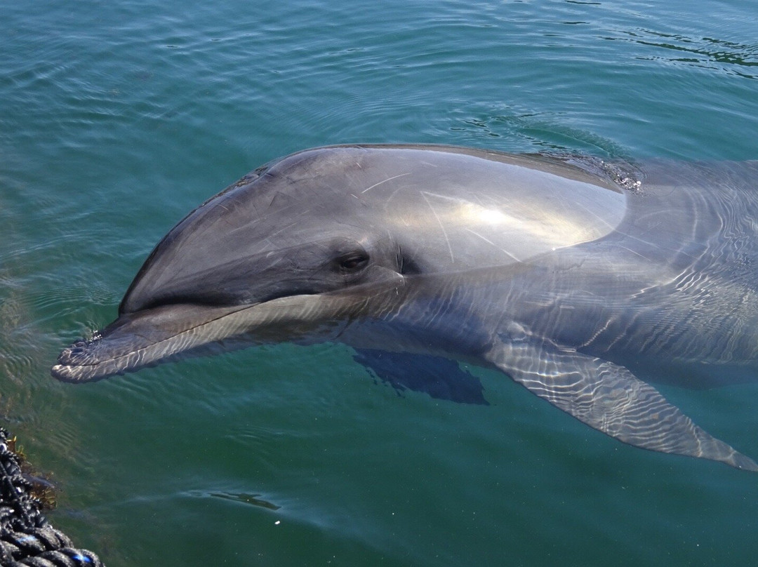 Shimanami Dolphin Farm-今治市必去景点