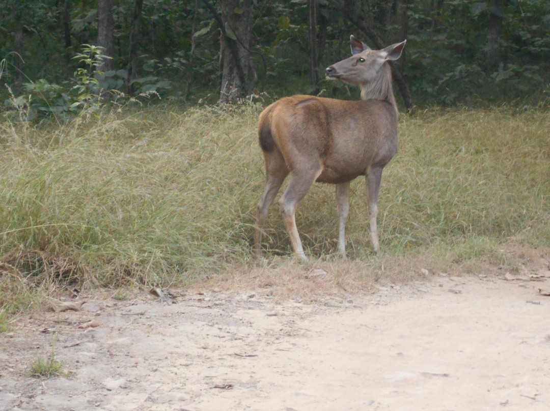 Panna Tiger Reserve景点图片