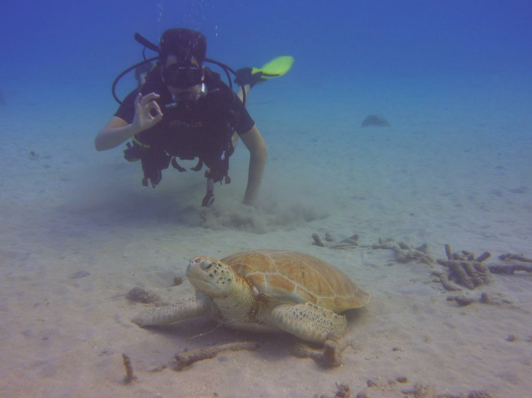 Sublime Diving Curacao-威廉斯塔德必去景点