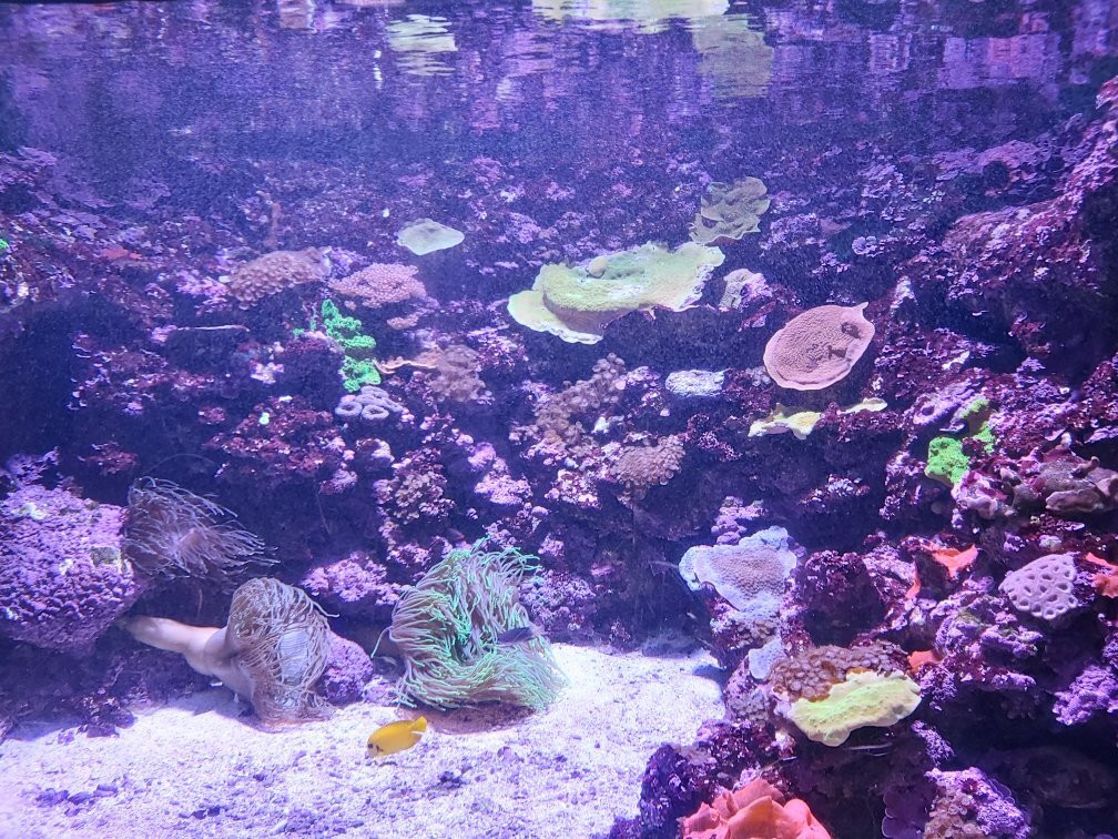 Great Barrier Reef Aquarium-汤斯维尔必去景点