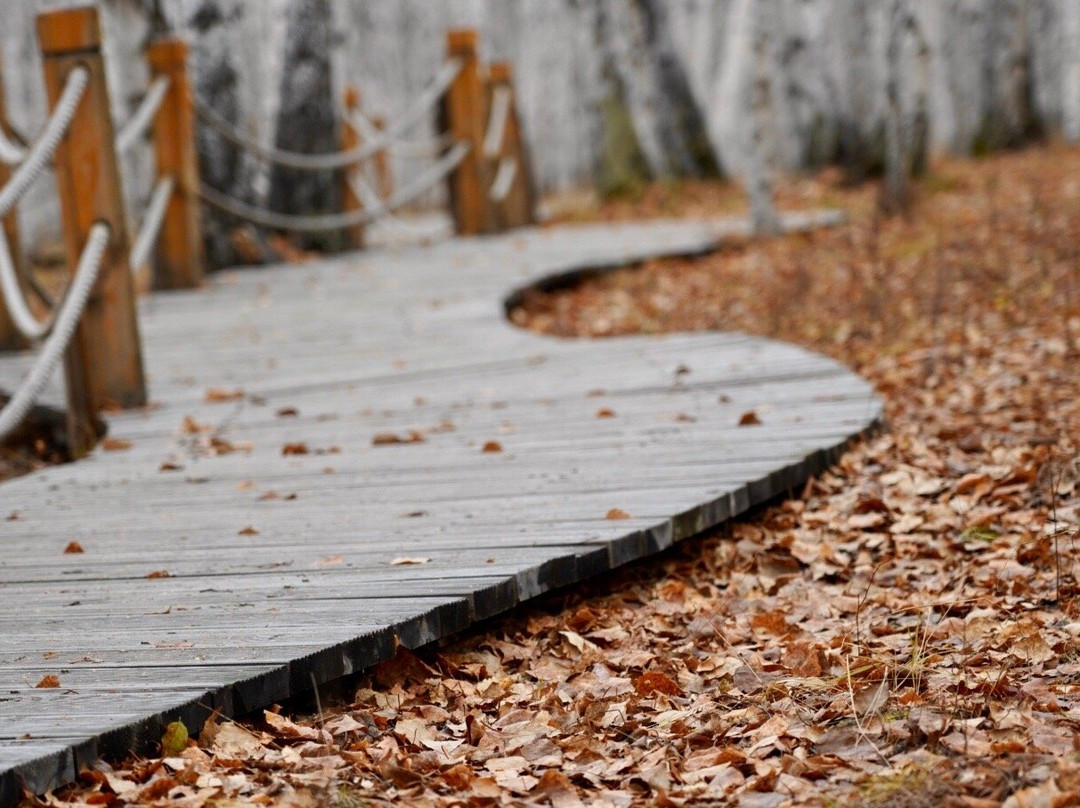 白桦林童话森林-额尔古纳市必去景点