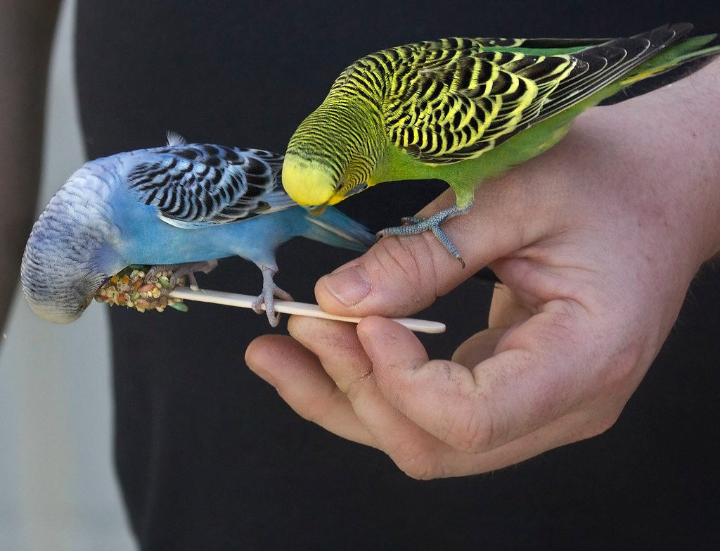 Springtime Farms Adventure Park Fort Myers-North Fort Myers必去景点