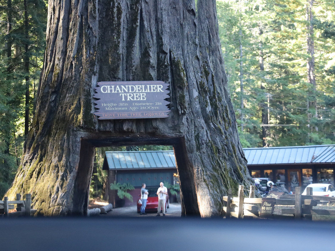 Chandelier Drive-Through Tree景点图片