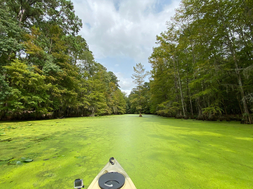 Merchants Millpond State Park-Gatesville必去景点