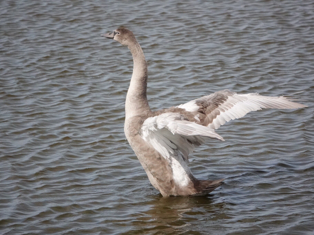RSPB Freiston Shore-Freiston必去景点
