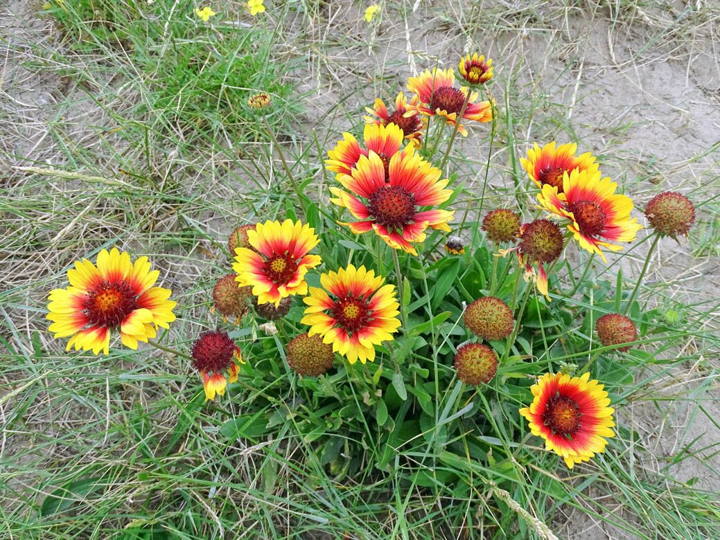 Strand van Wijk aan Zee-Wijk aan Zee必去景点