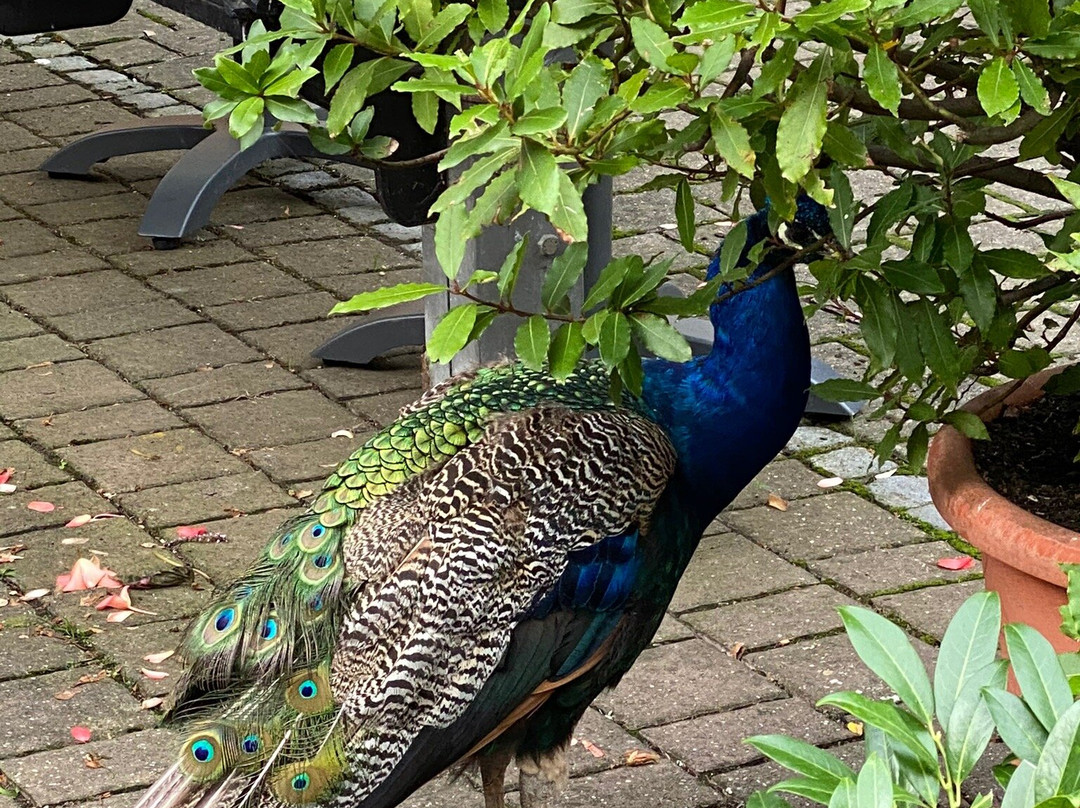 Waldgasthof Wildbad主图