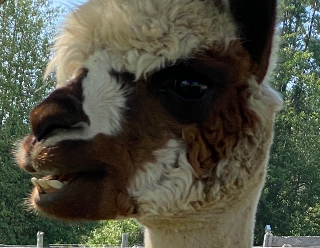 Alpagas Sutton-Sutton必去景点