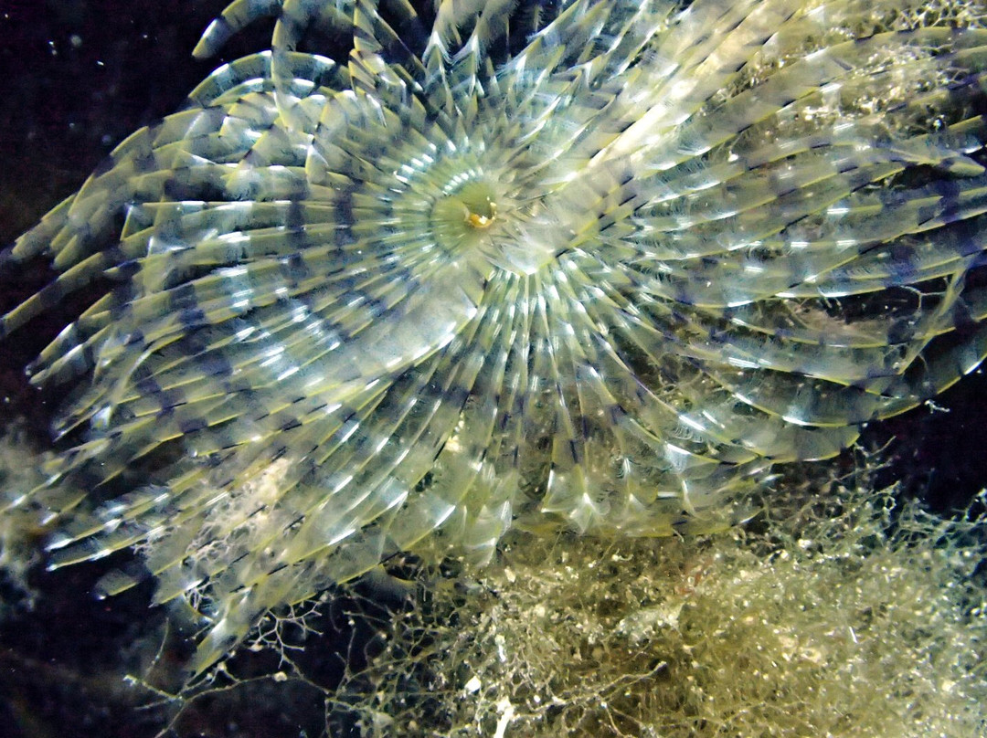 Dive Smart Gozo-圣劳伦斯必去景点