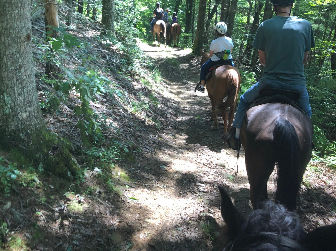 Appalachian Horse Adventures - Montebello, VA景点图片