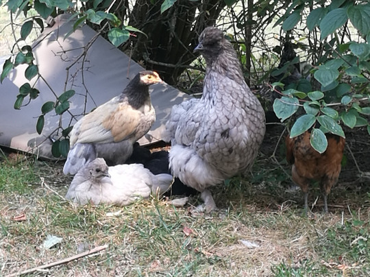 玛乔莲庄园酒店主图