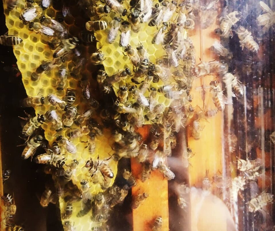 Honey House-穆卡切沃必去景点