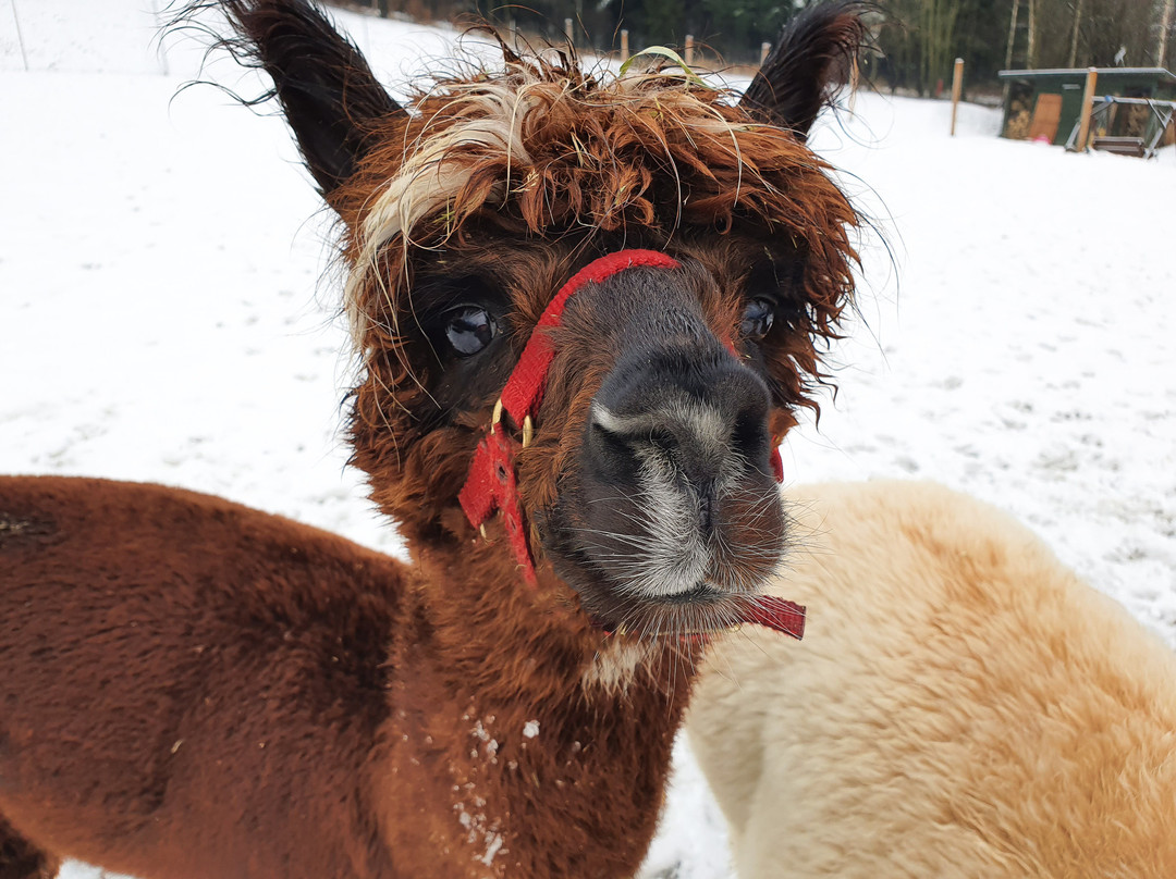 Happy Alpaca
