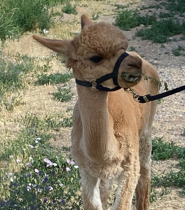 Suncrest Orchard Alpacas-Palisade必去景点