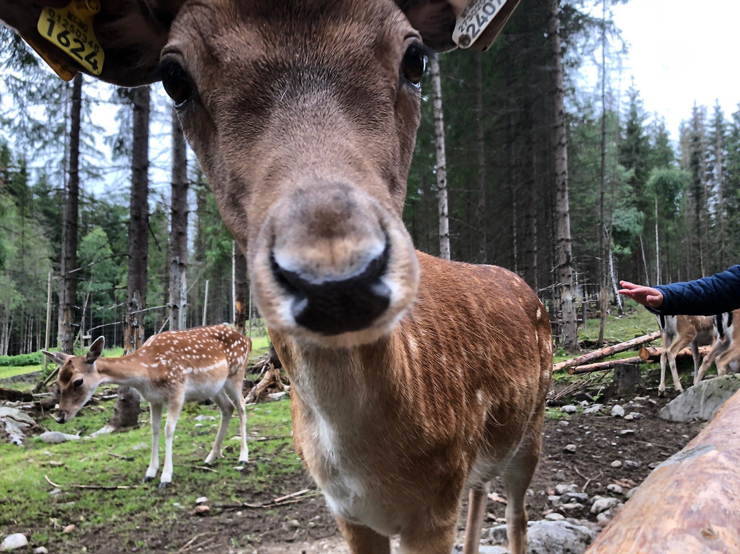 Barnas Gard Hunderfossen /Kid's farm Hunderfossen-Faberg必去景点