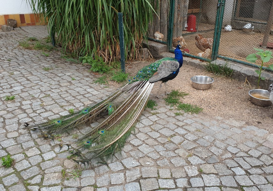 Tierpark Senftenberg景点图片