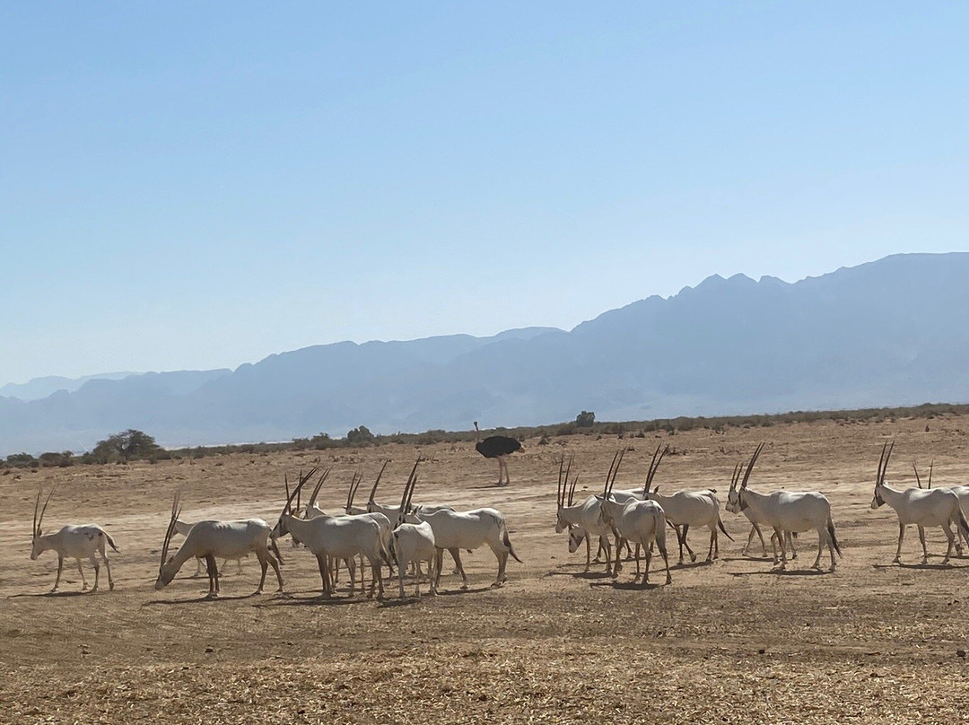 Hai Bar - Wildlife Reserve-埃拉特必去景点