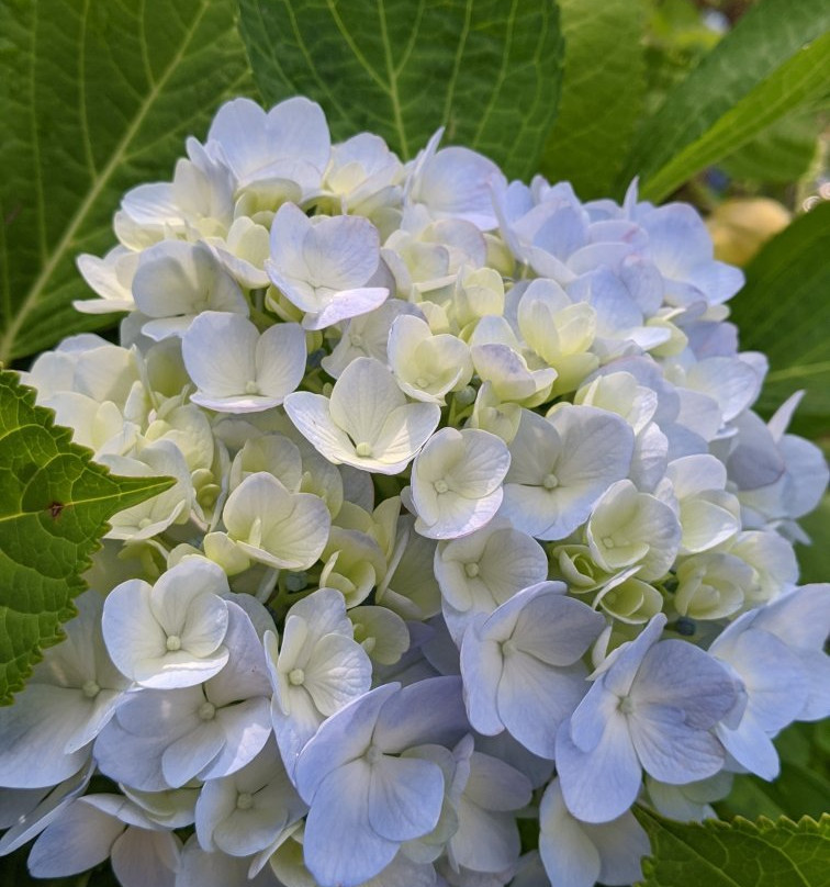 Ichibaike Park-摄津市必去景点