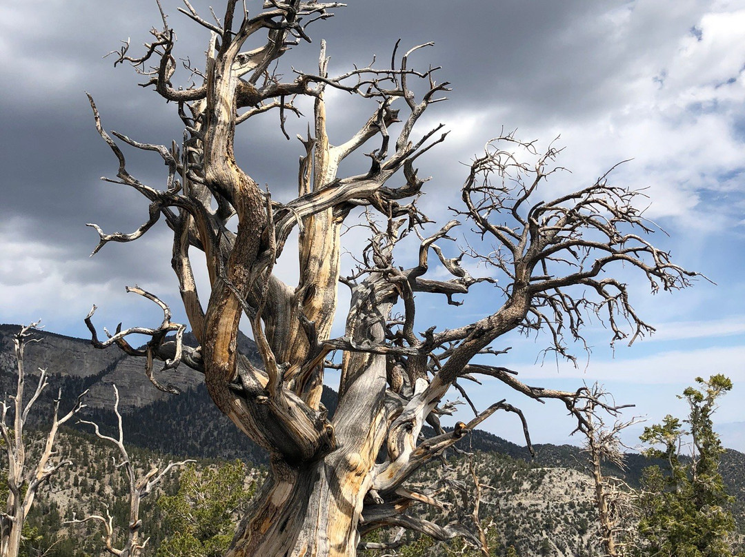 Mt. Charleston Scenic Byway-Mount Charleston必去景点