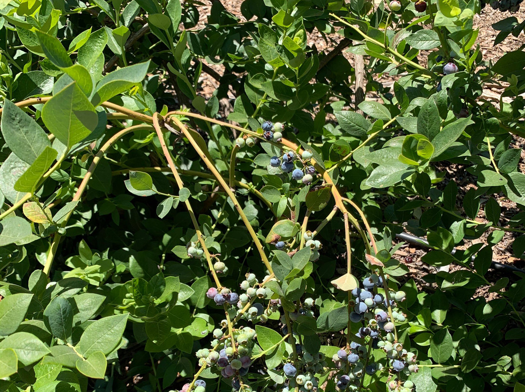 Temecula Berry Company-特曼库拉必去景点